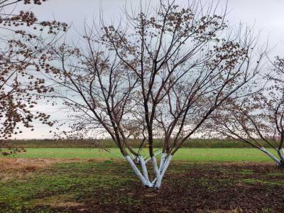 假植叢生茶條槭